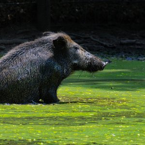 Die Natur haßt die Vernunft_1200.jpg