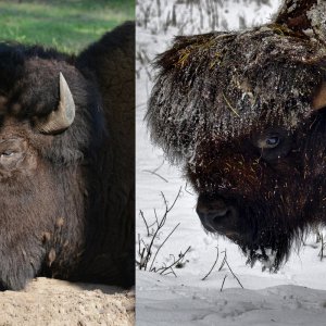 sommer_winter_bison_1200.jpg