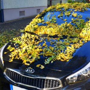 auto_herbst_1200.jpg