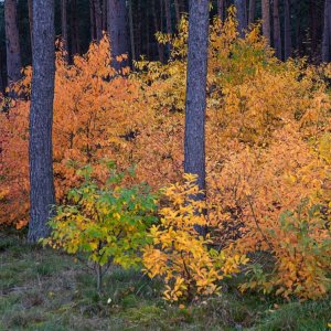 Herbst im Kiefernwald.jpg