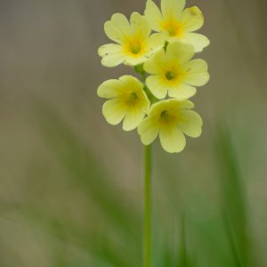 Schlüsselblume