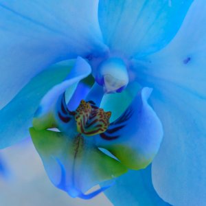 Orchidee-in-Blue