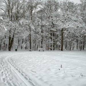 schnee_im_Wald.jpg