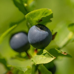 Bickbeeren (1 von 1).jpg