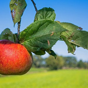 Straßenapfel groß.jpg