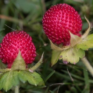 Walderdbeeren (1 von 1).jpg