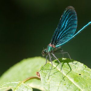 Blauflügel Prachtlibelle (2).jpg