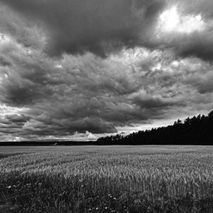 Sommerschauer BW.jpg