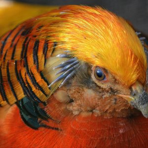goldfasan_1202.jpg