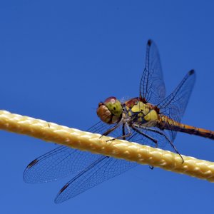 libelle_1200.jpg