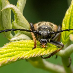 Bockkäfer