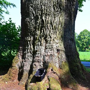 Königseiche Ebstorf 3.jpg