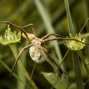 Frau Siebenbein und ihre Kinder