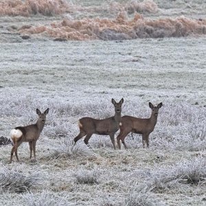 3 Rehe.jpg