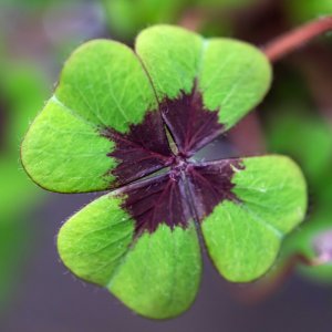 4 Kleeblätter.jpg
