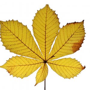 6 Fiederblätter.jpg