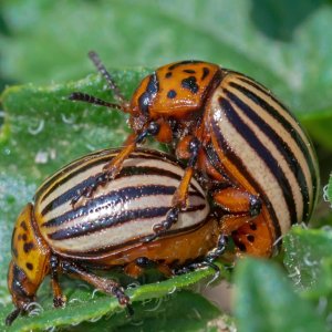 2 kartoffelkäfer.jpg