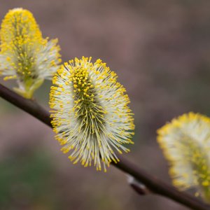 3 Weidenkätzchen.jpg