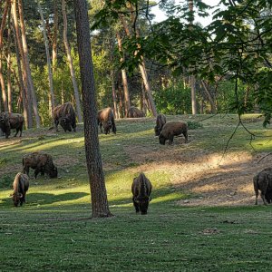 bisons.jpg
