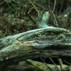auge_baum.jpg