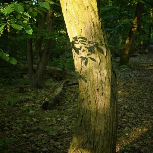 baum_schatten.jpg