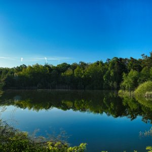 see_im_wald.jpg