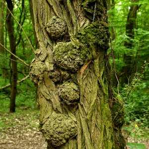 baum_02.jpg
