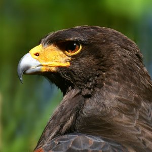 Wüstenbussard_02.jpg