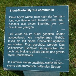 braut_myrte_02.jpg