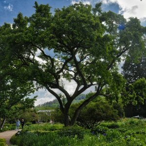 herrmannshof_Taschentuchbaum.jpg