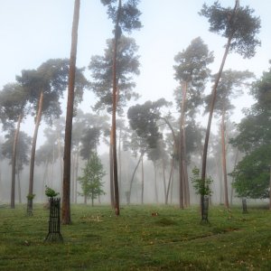 kiefern.jpg
