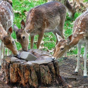 damwild_leckstein.jpg