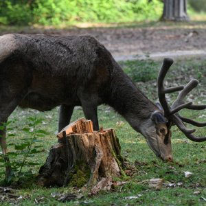 rotwild_im_bast.jpg