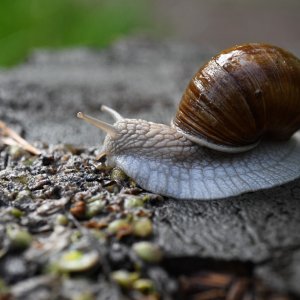 schnecke_nach_regen.jpg