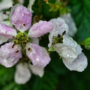 Brombeerblüte.jpg