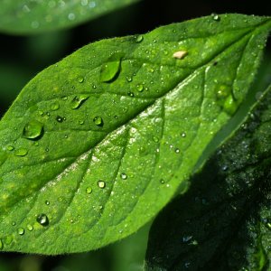 Heckenkirschen_blatt.jpg
