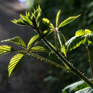 Brombeere.jpg