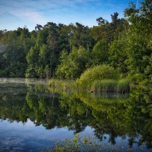 see_im_wald_02.jpg
