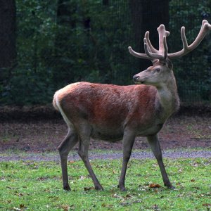 rotwild_02.jpg