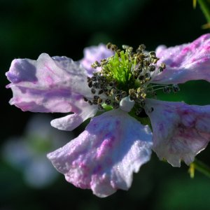 Brombeerblüte_02.jpg