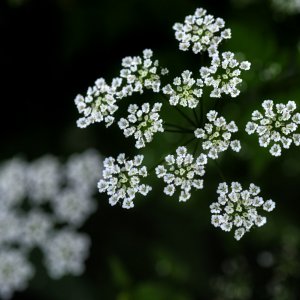 Wiesenkerbels.jpg