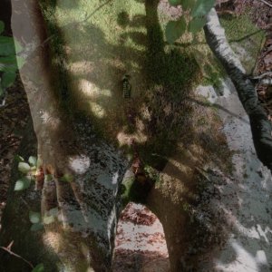 baum_akt.jpg
