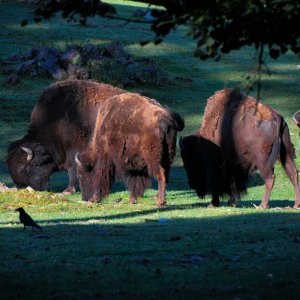 breakfest_bisons.jpg