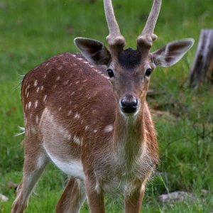 damwild_02.jpg