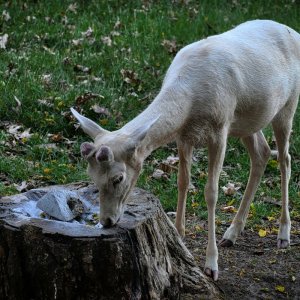 albino_damwild.jpg