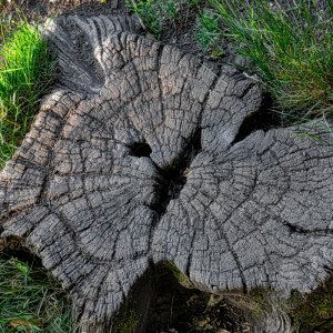 baumstumpf_02.jpg