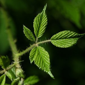 Brombeere_blätter_02.jpg