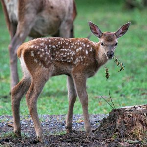 bambi.jpg