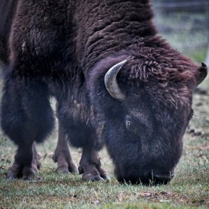 bison_01.jpg