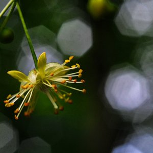 lindenblüte.jpg